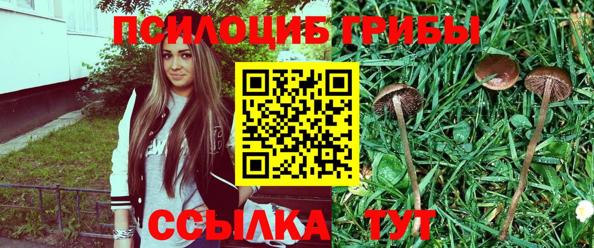 Псилоцибиновые грибы мицелий  Псилоцибиновые грибы GOLDEN TEACHER  Вход с VPN  Алексин 
